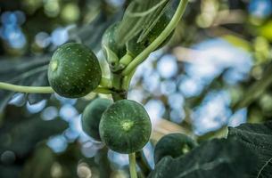 higos verdes maduran en una rama de árbol entre las hojas foto