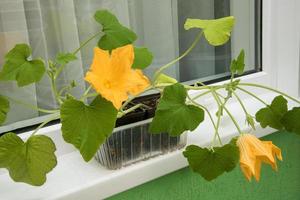 plántulas florecientes de calabacín en casa en el alféizar de la ventana, huerta en casa foto