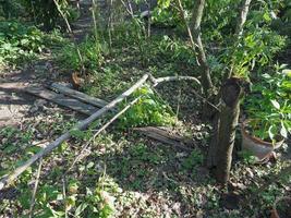 tree damaged by gales during storm photo