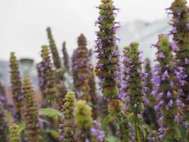 skullcap purple flower scient. name Scutellaria suffrutescens photo