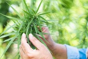 planta de cannabis, marihuana y cannabinoides, concepto médico de hierbas alternativas. foto
