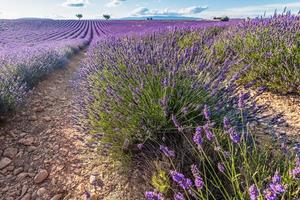 vista panorámica del campo de lavanda en provenza al sur de francia durante el cálido verano foto