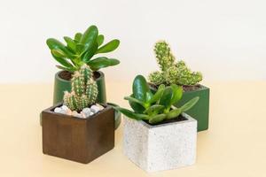 Homemade potted plant on a white and yellow background photo