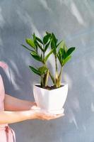 A home plant in a pot in your hands photo