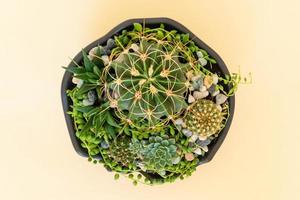 Homemade potted plant on a white and yellow background photo