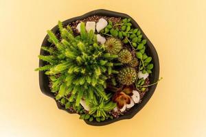 Homemade potted plant on a white and yellow background photo