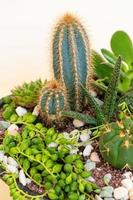 Homemade potted plant on a white and yellow background photo