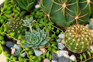 Homemade potted plant on a white and yellow background photo