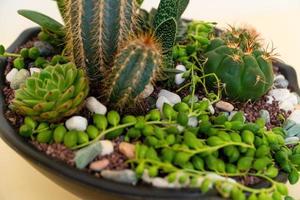 planta en maceta casera sobre un fondo blanco y amarillo foto