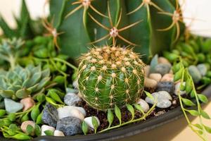 Homemade potted plant on a white and yellow background photo