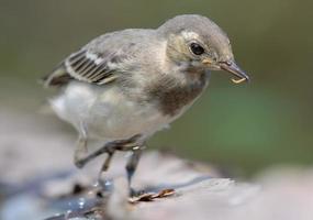 Actively running young White Wagtail motacilla alba close portrait with a small worm in the beak