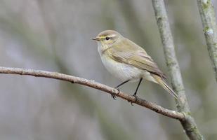 Common chiffchaff Phylloscopus collybita posing on small dry twig in early spring time with clean gray background photo