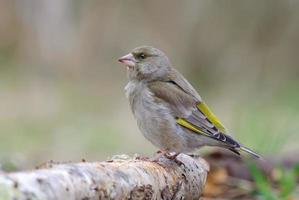 Female European Greenfinch Chloris chloris sitting on an old birch stock with sweet light in early spring photo