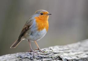 Petirrojo europeo adulto erithacus rubecula se encuentra en un registro de árbol seco en luz tenue foto