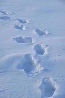 The tracks of a traveler on the fluffy snow in winter. Winter landscape. Winter track during the day. photo