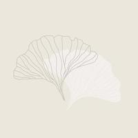 Vector of hand drawn ginkgo biloba leaves. Minimal outline for branding. Beautiful asian style design for logo, textile, wallpaper, wrapping and etc.