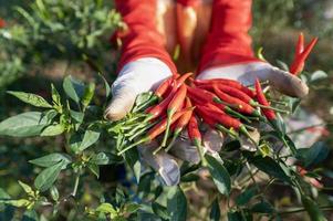 Red pepper agriculture harvesting red peppers in an Asian agricultural chili farm. photo