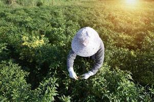 agricultura de pimiento rojo cosecha de pimientos rojos en una granja de chile agrícola asiática. foto