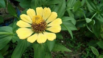 geel zinnia bloemen blazen in de licht bries video