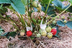 Strawberry plant with berries supported by plastic forks, reusing plastic utensils in garden photo