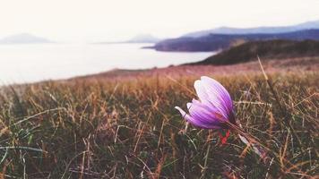 Purple crocus flower and seaside landscape in early spring photo