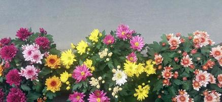 Chrysanthemum flowers of various colors on asphalt sidewalk photo