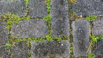 paving block texture with weeds in the gaps as background photo