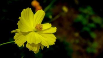 la hermosa y sorprendente flor del cosmos de azufre foto