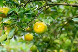 naranja mandarina fresca en el árbol foto