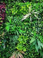 background of dark green tropical leaves concept of nature photo