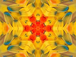 Yellow feather kaleidoscope floral pattern with some blue and red color. Abstract unique and aesthetic background. photo