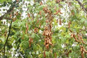 Tamarind tree tropical fruit - ripe tamarind on tree with leaves in summer background photo