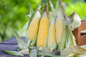 Fresh corn on wooden box nature green background, corn on the cob, sweet corn for cooking food, harvest ripe corn organic photo