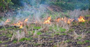 Burn a farm agriculture The farmer use fire burns stubble on the field smoke causing haze with smog air pollution Cause of global warming concept , Forest and field fire Dry grass burns photo