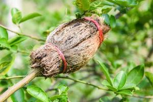 Lime propagation - grafting tree plant on lemon tree branch in organic agriculture farm photo