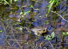 Big frog siting in the swamp photo