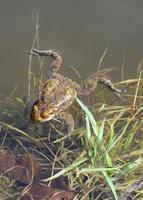 Big frog swimming in the pond photo