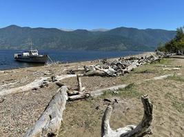 Sandy beach with dry snags in the northern part of Lake Teletskoye in sunny day. Altai, Russia. photo