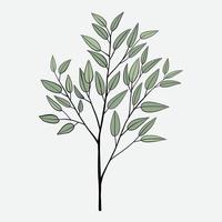 Freehand drawing of Eucalyptus branch. vector