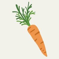 Doodle freehand simplicity drawing of carrot. vector