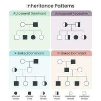 patrones de herencia genética infografía de ilustración de vector científico