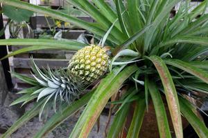 Pineapple plant  grow in pot and has fruit ready to harvest photo