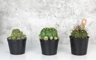 tres cactus dispuestos en el suelo blanco sobre fondo de cemento. aloe y otras plantas suculentas en bote negro foto