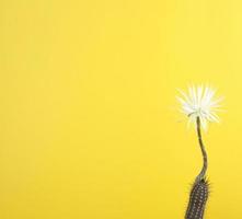 flor de oración - primer plano de una flor de cactus blanca sobre fondo amarillo, en blanco a la izquierda foto