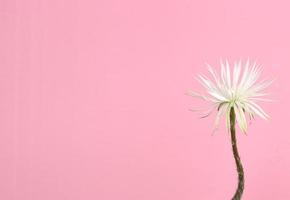 Flower of Prayer - Close up of cactus flower against pink background ,blank on left photo