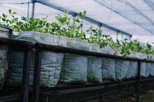 un hombre de negocios futurista cultiva verduras y cultivos usando tecnología moderna de inteligencia artificial usando teléfonos móviles, sensores de temperatura y humedad, rastreo de agua, control climático, íconos de datos holográficos. foto