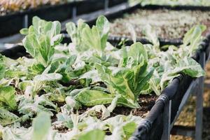 Futuristic businessman farms vegetables and crops using modern AI technology using mobile phones, temperature and humidity sensors, water tracking, climate control, holographic data data icons. photo