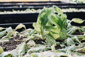 un hombre de negocios futurista cultiva verduras y cultivos usando tecnología moderna de inteligencia artificial usando teléfonos móviles, sensores de temperatura y humedad, rastreo de agua, control climático, íconos de datos holográficos. foto