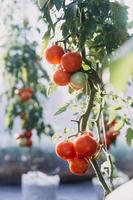 Futuristic businessman farms vegetables and crops using modern AI technology using mobile phones, temperature and humidity sensors, water tracking, climate control, holographic data data icons. photo