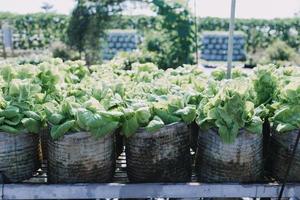 Futuristic businessman farms vegetables and crops using modern AI technology using mobile phones, temperature and humidity sensors, water tracking, climate control, holographic data data icons. photo